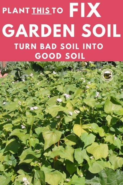 Buckwheat growing in garden to improve soil