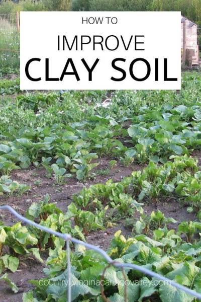 a garden of healthy soil instead of clay soil