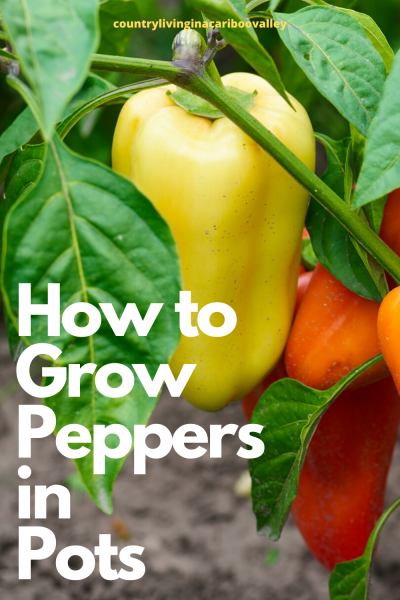 What size container for pepper plants. These orange peppers grow in a 12 inch pot