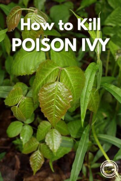 Poison Ivy plant close up