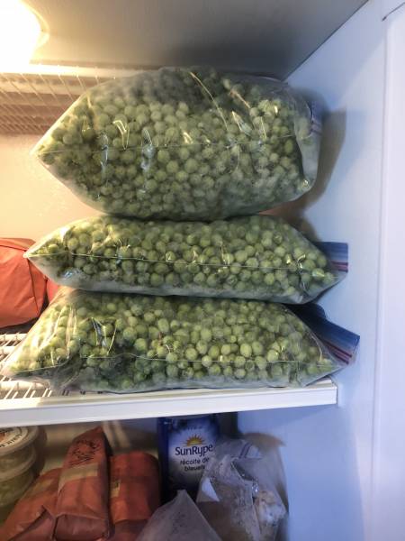 bags on frozen peas in the freezer