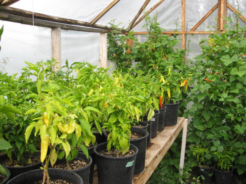 Growing Pepper Plants in containers