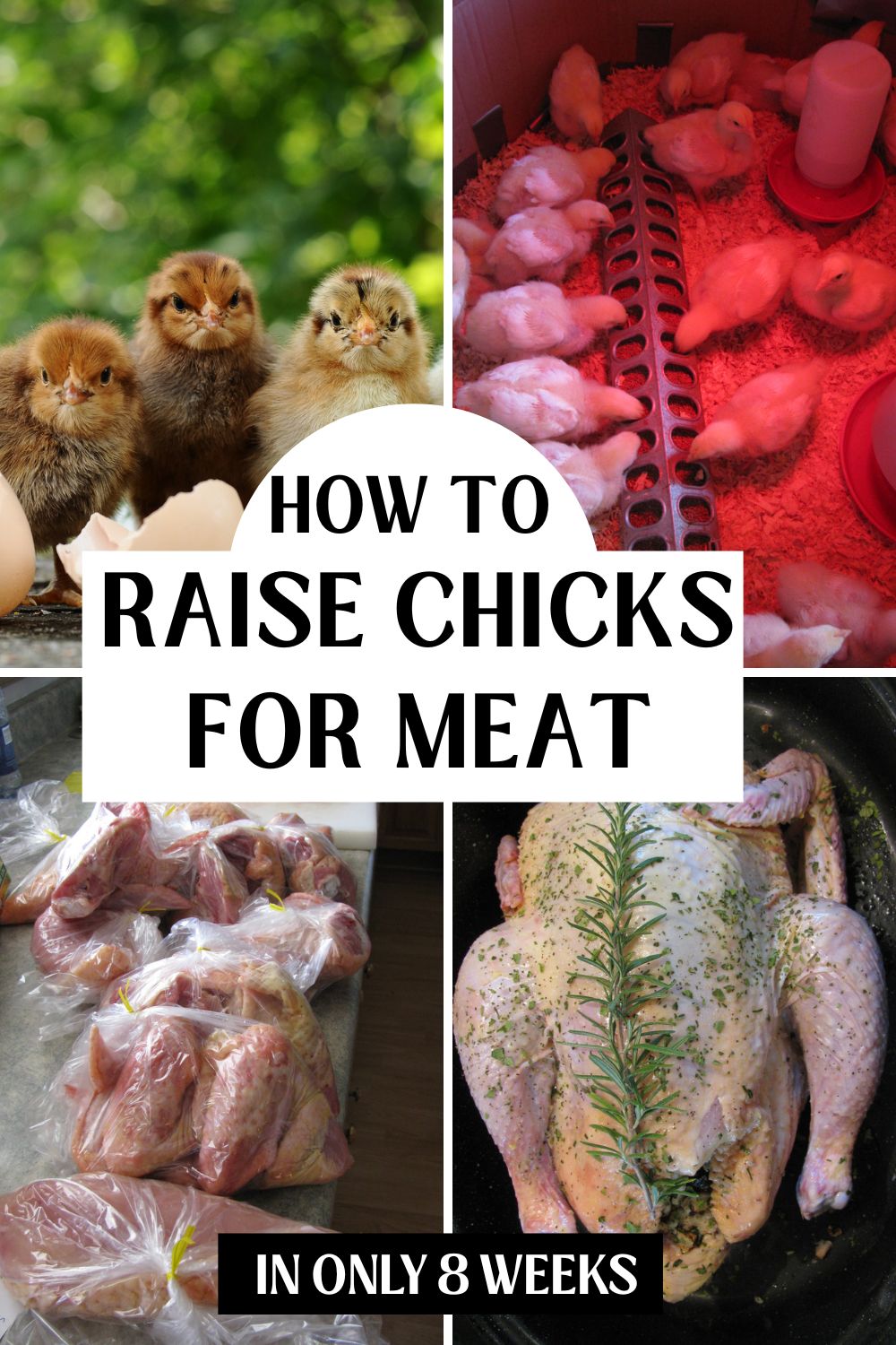 Pictures of chicks, growing chickens, processed chickens with text overlay saying How to Raise Chicks for Meat