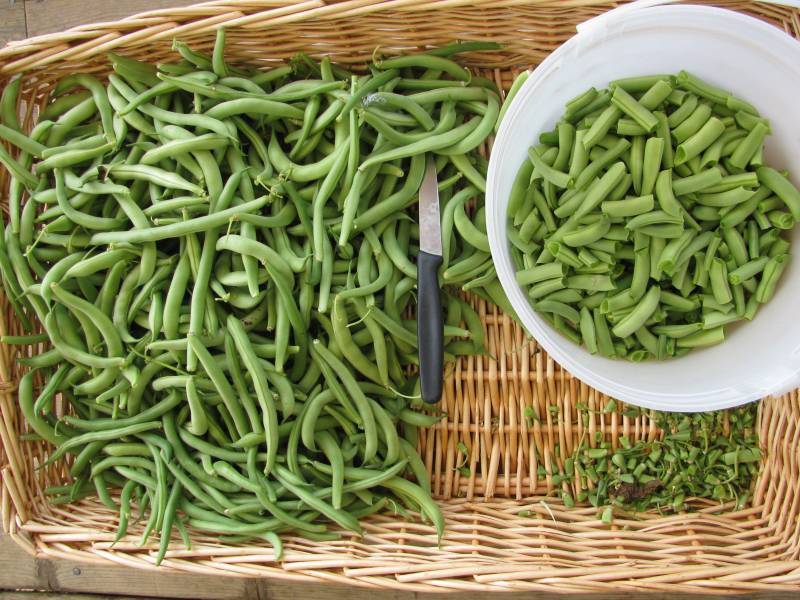 fresh picked beans in a basket