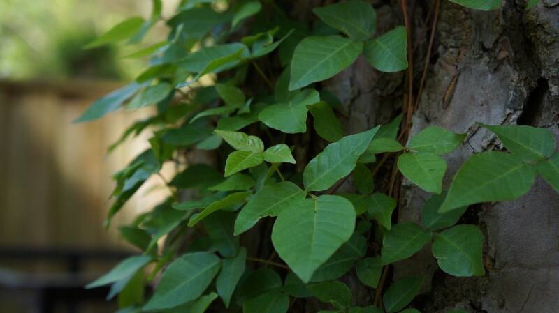 identifying poison ivy plants climbing up around a tree 