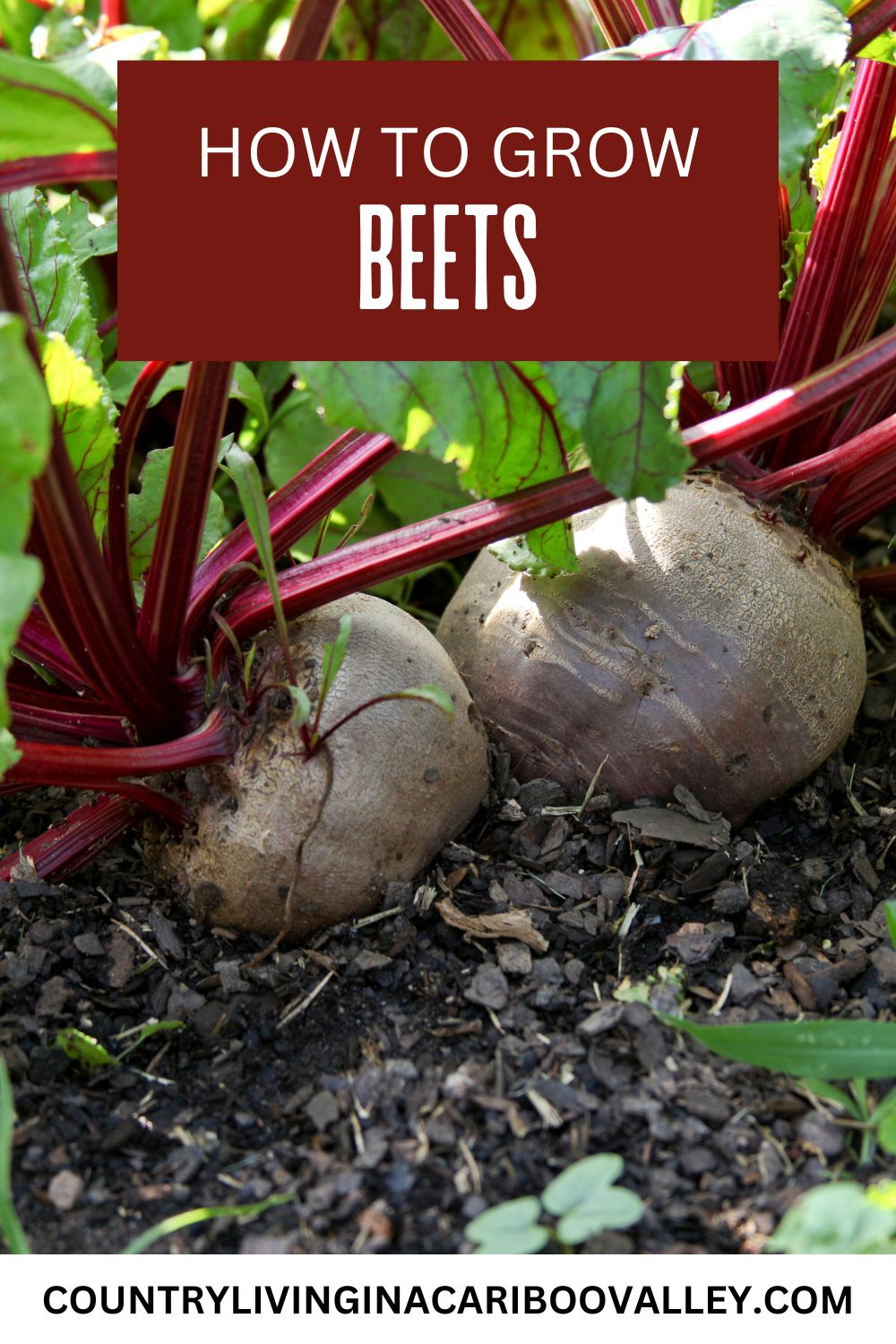 beets growing in a raised bed, ready for harvest