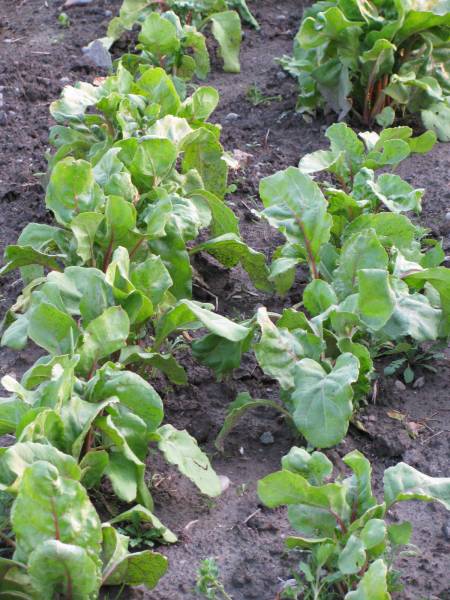 Grow beets in the garden or containers