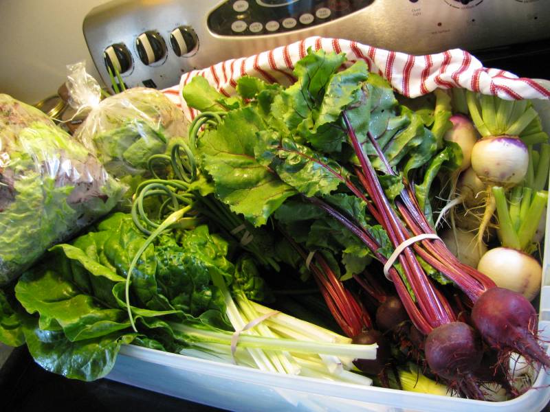 Freshly harvested beets from the garden