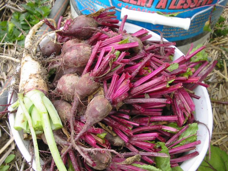 Thinned small beets can be used for making Pickled Beets