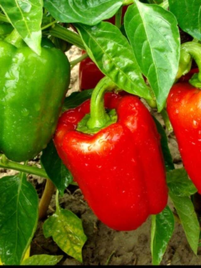 How to Grow Peppers from Seed Country Living in a Cariboo Valley