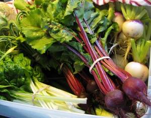 Beets harvested from growing in the garden