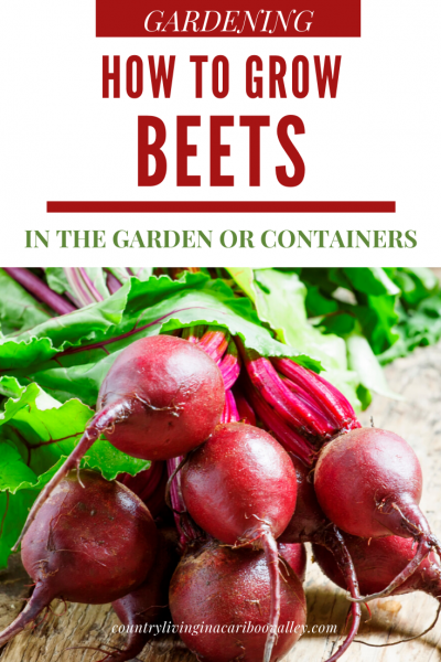 Small bunch of beets freshly washed on a wooden cutting board