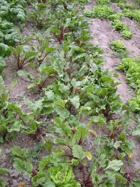 Thin growing beets to allow enough room for roots to grow big.