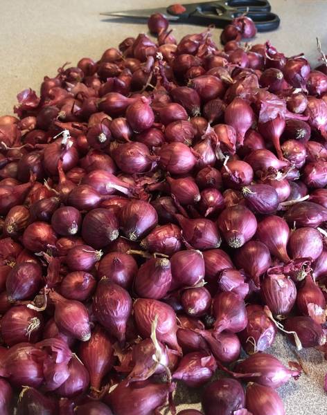 Lots of pearl onions on cutting board ready for preparing pickles.