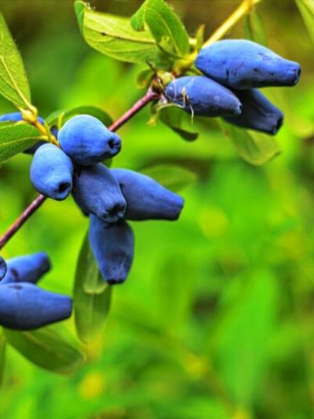How to Grow Haskap Berries Country Living in a Cariboo Valley