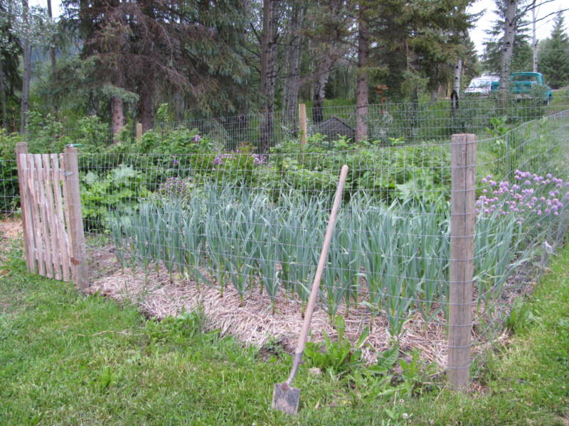 Garlic growing alongside raspberry plants