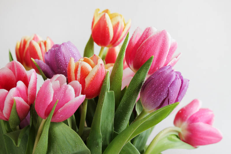 A bunch of pretty blooming tulips.