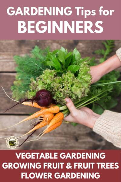 Gardening Tips for Beginners
