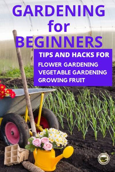 Gardening for beginners with flowers and vegetables