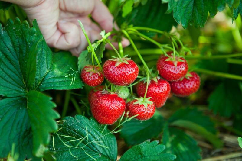 strawberries growing on plants