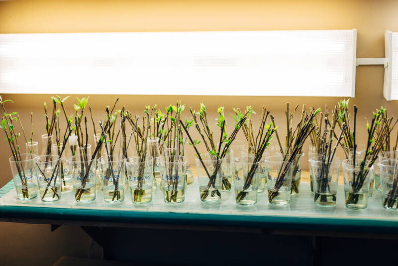 Plant cuttings sitting in homemade rooting hormone