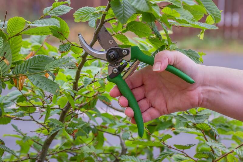pruning shears