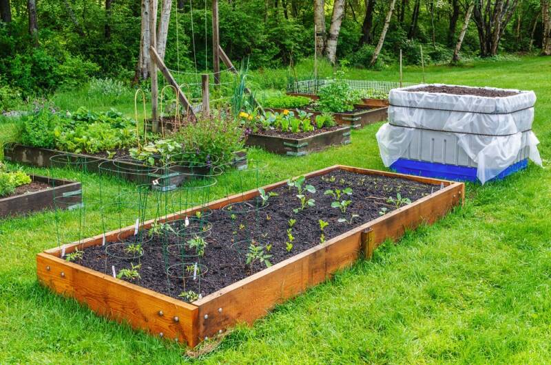 Raised Garden Beds growing vegetables