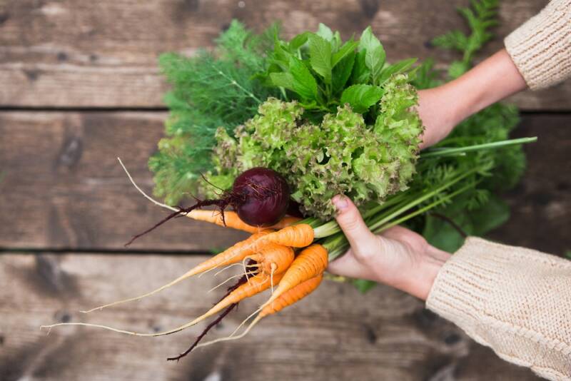 Freshly harvested vegetables
