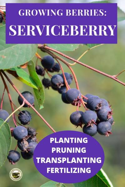 Serviceberry bush with ripe fruit