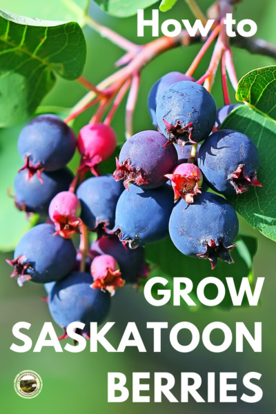 Growing Saskatoon berries on the bush.
