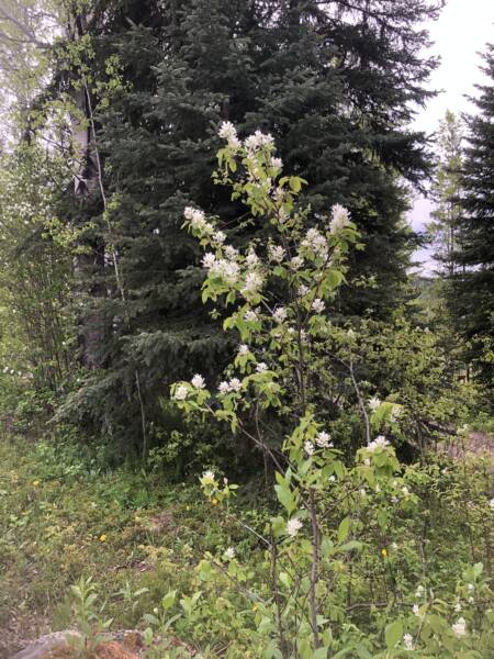 Growing Saskatoon berries means pretty blooming spring shrubs