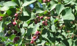 Growing Saskatoon Berry bushes in a backyard
