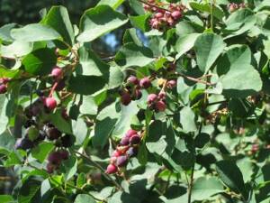 Growing Saskatoon Berry bushes in a backyard