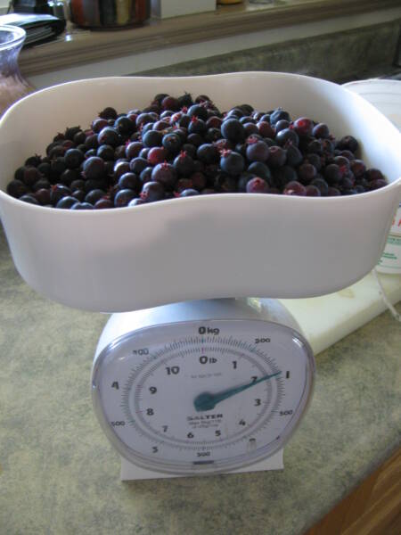 Washed Saskatoon berries ready for preserving.