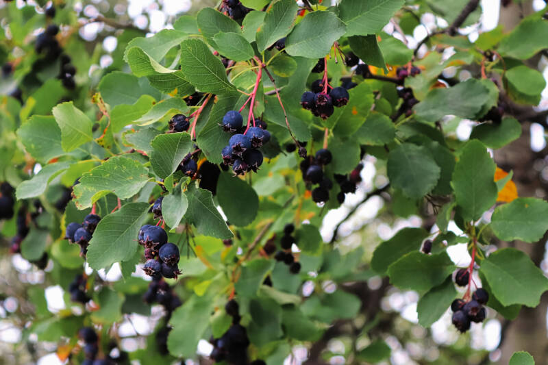 Ripe Saskatoon berries on the shrub, ready for picking.