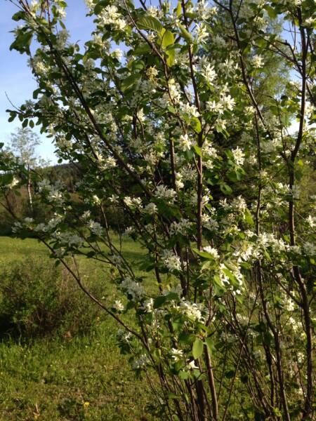 flowering Saskatoon berry bush