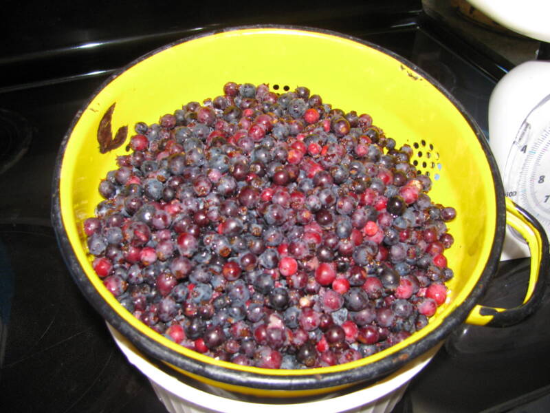 Washed fresh Saskatoon berries will be used for making wine.