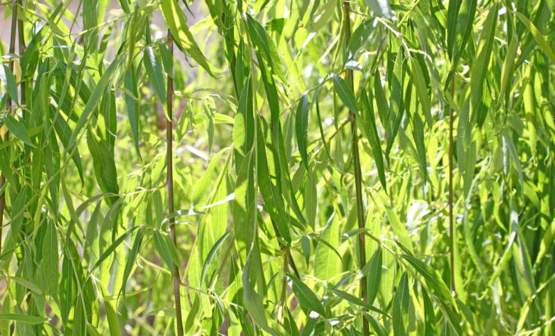 Natural Willow rooting hormone is ideally made from the newest stems in Spring.