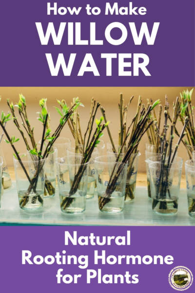 Willow Water Rooting Hormone used for healthy plants