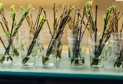 Make Willow Water to use as rooting hormone