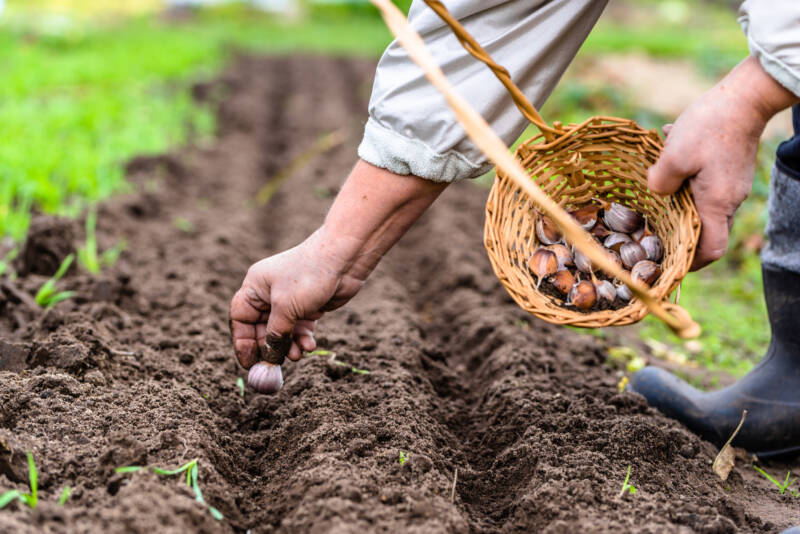 Planting garlic cloves in a raised bed