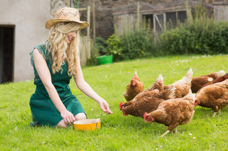 A woman with her straight run chickens on the lawn