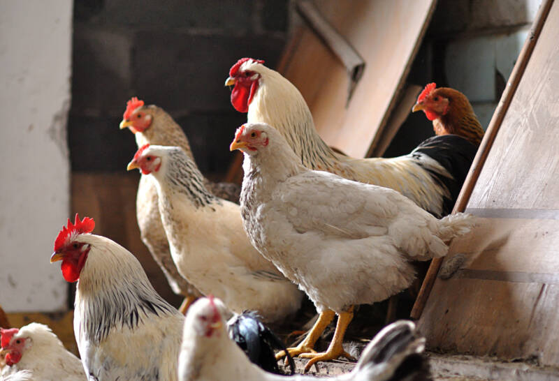 what is an unsexed chicken