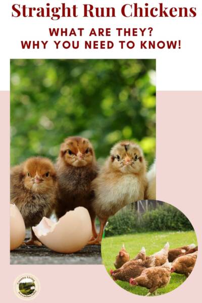 Straight run chickens right after hatching.