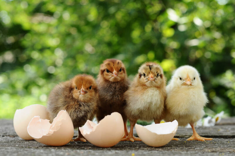 Straight run chickens right after hatching.