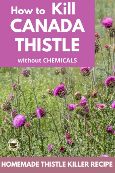 Canada Thistle in bloom in a field.