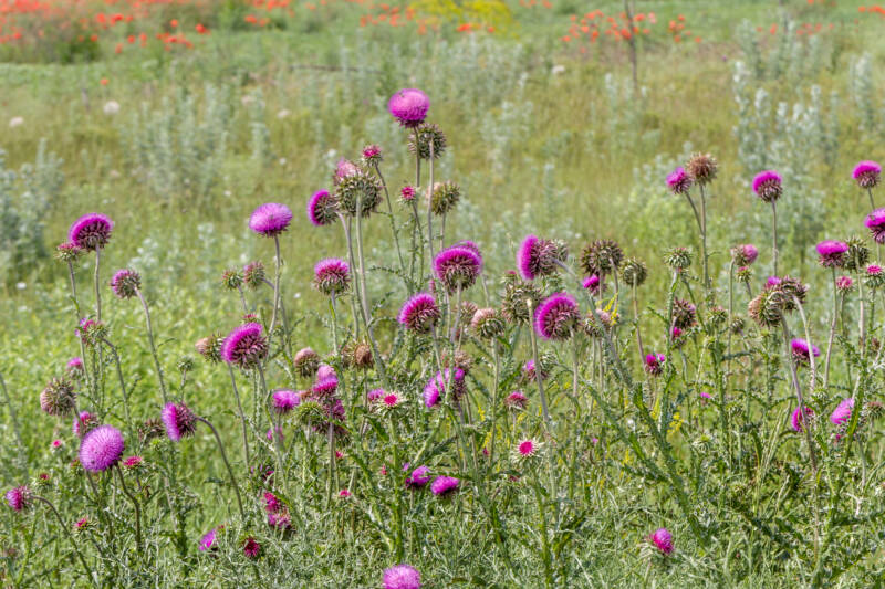 Canada Thistle in bloom in a field.
