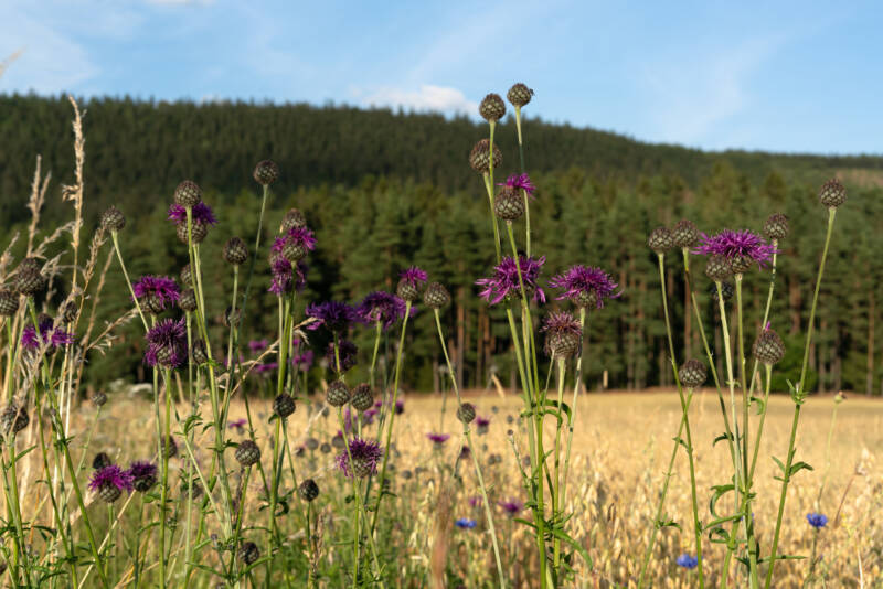 Canada Thistle in a field