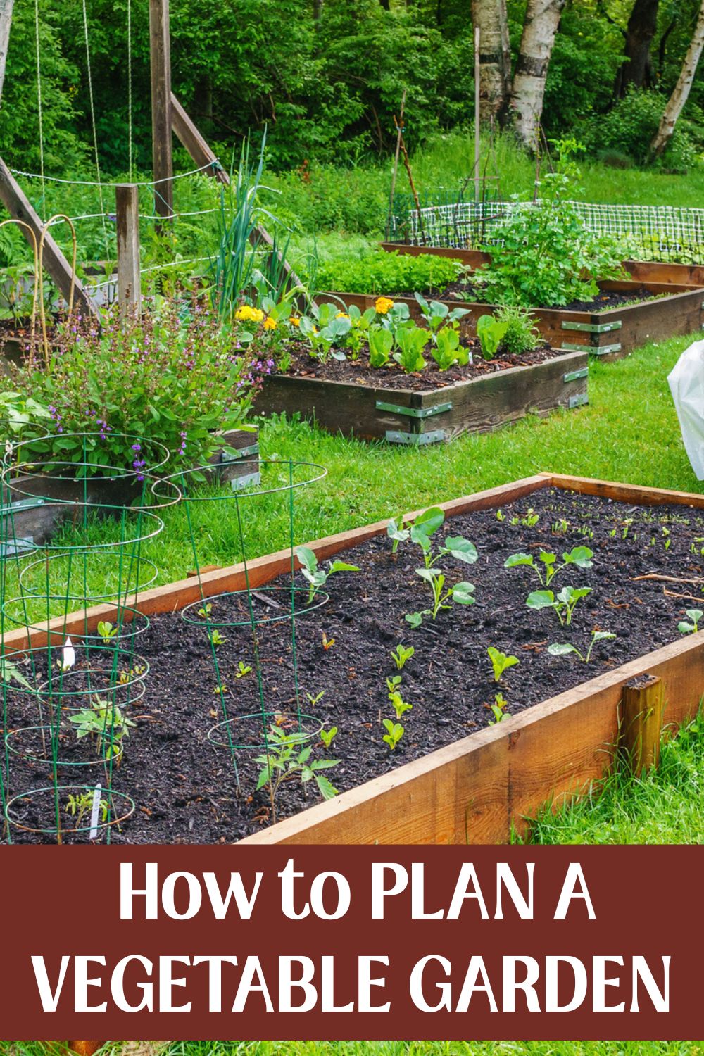 A vegetable garden in a raised with seedlings growing.