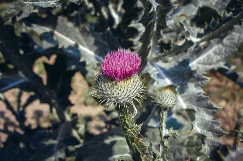 Scotch Thistle plant in bloom